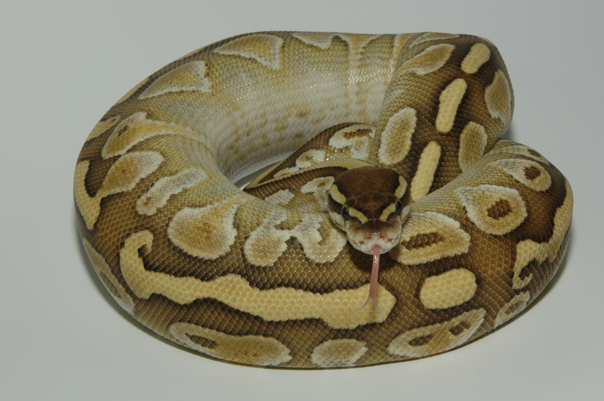 python4.jpg
