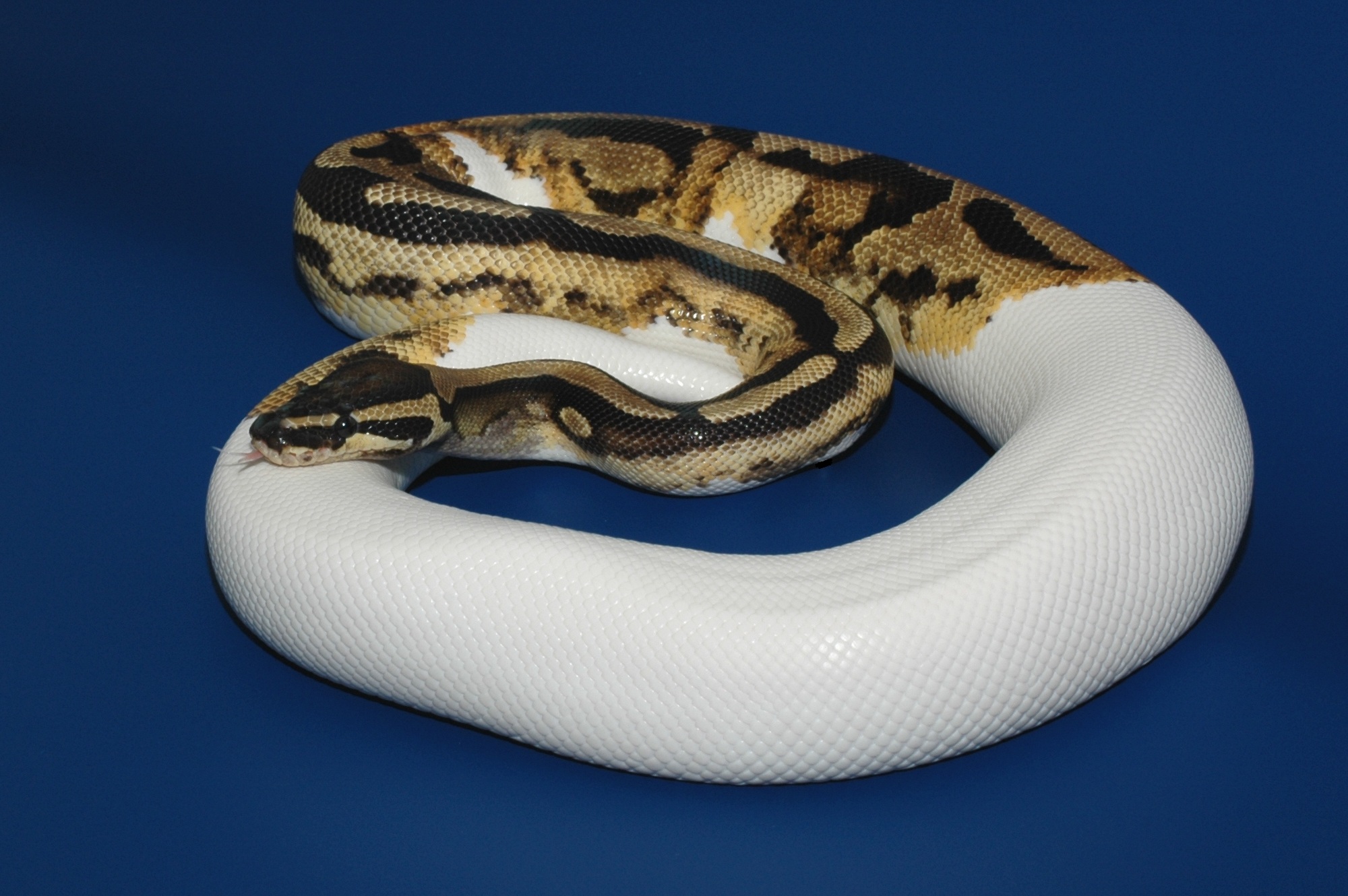 python6.jpg