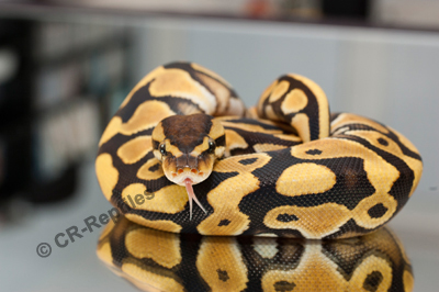 python8.jpg